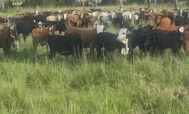 Campo en venta - 230Mts2 - Formosa