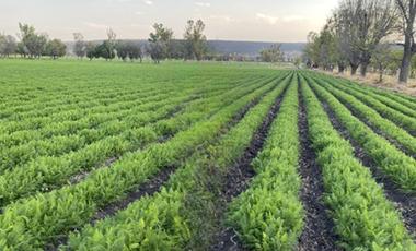 RANCHO AGRÍCOLA EN VENTA EN EL MARQUÉS QUERETARO