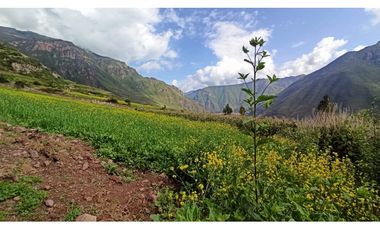 VENDO TERRENO DE 3672 M2 VALLE SAGRADO DE LOS INCAS TARAY CUSCO PERÚ