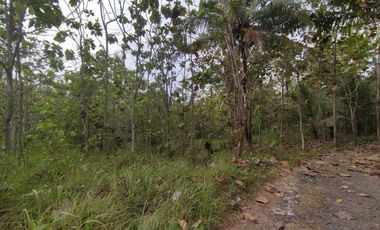Tanah Dijual Luas 1898 Meter Persegi di Jalan Milir, Panjatan