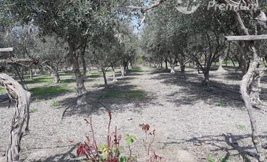 Parcela en Venta en CODIGUA,RUTA G-668,MELIPILLA