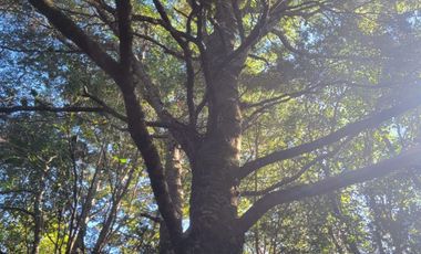 Preciosa parcela de 5.000 m2 con 50 metros de orilla de Río Maullín