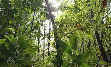 Terreno de media hectárea en Lago Chapo, Puerto Montt