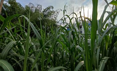 LOTE EN VENTA EN MARAYA/PEREIRA/RISARALDA