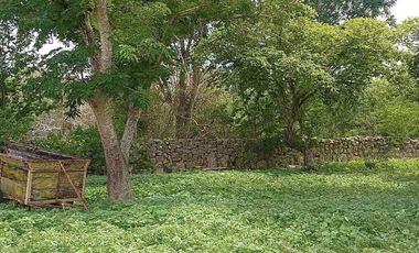 Terreno de 250 Hectáreas carretera Tetiz- Celestún
