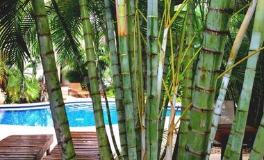 Departamento caribeño en venta en Aldea Zama Tulum