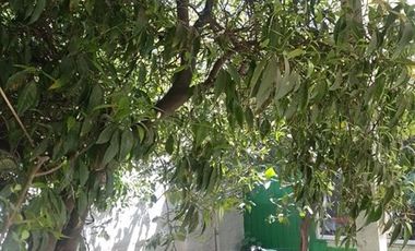 Local Comercial en Venta en Bernardo Ohiggins