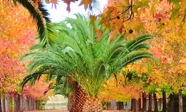 PARAISO DE CANTERIA, CAMINO A TERMAS, MARAVILLOSA PARCELA