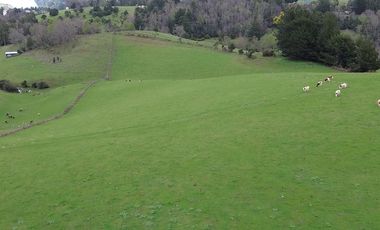 SE VENDE FUNDO EN SECTOR TRANAPUENTE DE 12,3 HAS