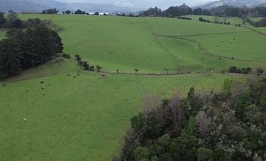 SE VENDE FUNDO EN SECTOR TRANAPUENTE DE 12,3 HAS