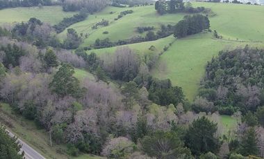 SE VENDE FUNDO EN SECTOR TRANAPUENTE DE 12,3 HAS