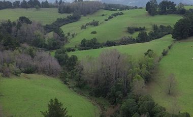 SE VENDE FUNDO EN SECTOR TRANAPUENTE DE 12,3 HAS