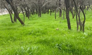 Parcela en Venta en pencahue