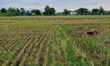 MURAH TANAH SAWAH DEKAT JALAN MANDING - IMOGIRI JETIS BANTUL JK13131