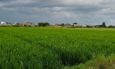 sawah di gedongan colomadu
