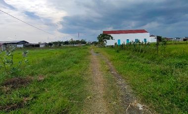 sawah di gedongan colomadu