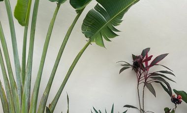 Leasehold - Charming 1-Bedroom Villa with Pool in Tabanan, Bali