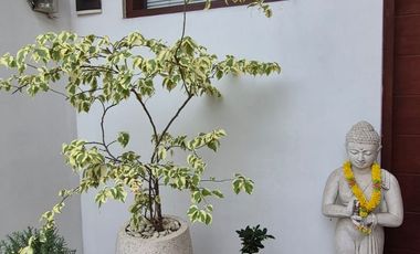 Freehold - Charming Villa for Sale in Kerobokan - Just 300m from Raya Canggu, Bali!