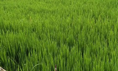 Dijual Cepat Sawah Luas 144 m² SHM di Gresik Jawa Timur