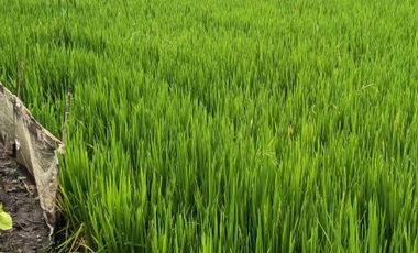 Dijual Cepat Sawah Luas 144 m² SHM di Gresik Jawa Timur