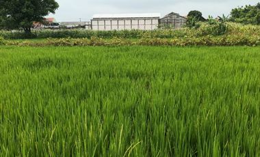 Dijual Cepat Sawah Luas 144 m² SHM di Gresik Jawa Timur