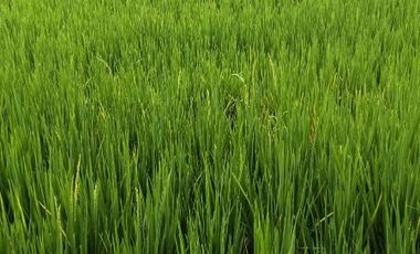 Dijual Cepat Sawah Luas 144 m² SHM di Gresik Jawa Timur