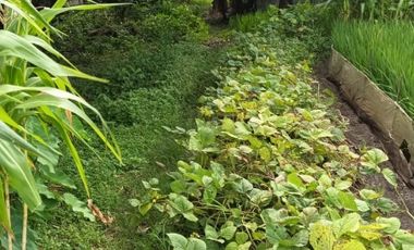 Dijual Cepat Sawah Luas 144 m² SHM di Gresik Jawa Timur