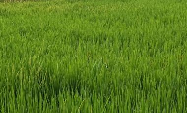 Dijual Cepat Sawah Luas 144 m² SHM di Gresik Jawa Timur
