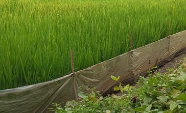 Dijual Cepat Sawah Luas 144 m² SHM di Gresik Jawa Timur