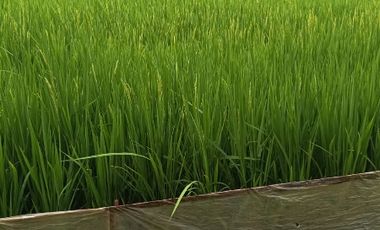 Dijual Cepat Sawah Luas 144 m² SHM di Gresik Jawa Timur