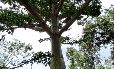 Terreno en venta Zaachila, Oaxaca