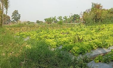 Tnh di Sukamulya Endah (blkg perum. Setiabudi Regency)