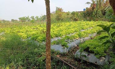 Tnh di Sukamulya Endah (blkg perum. Setiabudi Regency)
