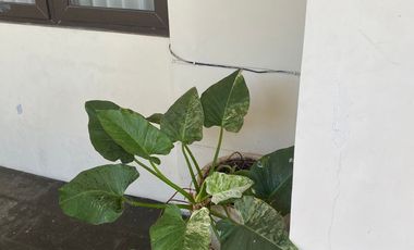 Rumah Luas Butuh Cepat Laku Di Perum. Jenggolo One Gate Sidoarjo kota