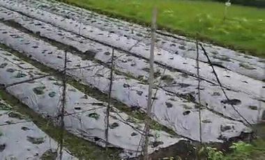 TANAH SAWAH MURAH DI SEWON BANTUL DEKAT JALAN IMOGIRI BARAT JK13085