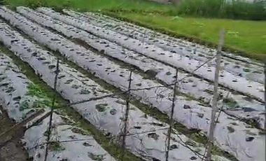 TANAH SAWAH MURAH DI SEWON BANTUL DEKAT JALAN IMOGIRI BARAT JK13085