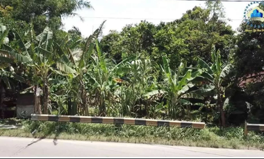 Dijual Tanah Di Citeras, Di Jalan Raya Rangkas Bitung - Lebak, Banten