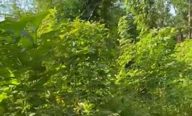 Tanah View sawah dan pegunungan menoreh dekat resto dan fasum