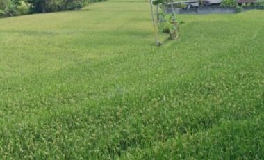 Tana view sawah asri selatan pasar kenteng harga termurah.