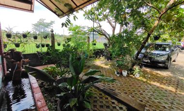 Villa Tepi Sawah Klasik Tanah Luas Dengan Pendopo Luas