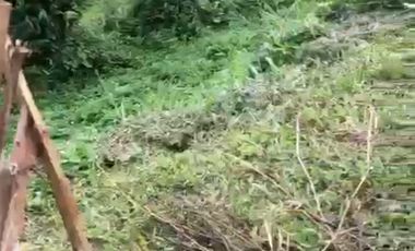 Villa / Rumah Kebon di Cianjur Jawa Barat