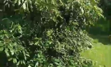 Tanah murah 1km Candi Borobudur 200m dr jalan raya cocok tuk villa