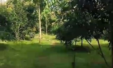 Tanah murah 1km Candi Borobudur 200m dr jalan raya cocok tuk villa