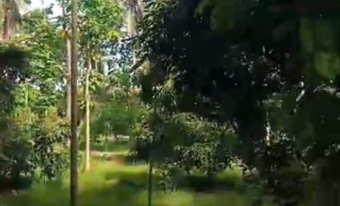 Tanah murah 1km Candi Borobudur 200m dr jalan raya cocok tuk villa