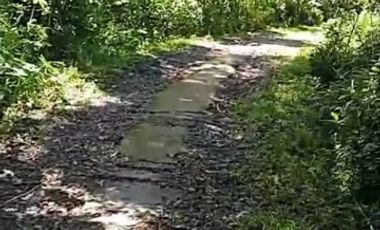 Banting harga sangat murah tanah istimewa 300m dari Jl Boro