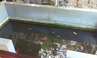 Rumah Villa Desa Semambung Wetan Kecamatan Purwodadi Pasuruan