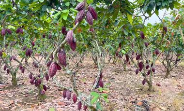 Finca en Venta, Parroquia  Roberto Astudillo  , MaxB