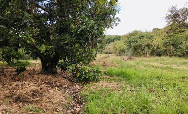 Venta 15.000 m2, terreno plano, centro Guayllabamba, árboles aguacate