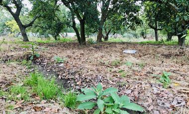 Venta 15.000 m2, terreno plano, centro Guayllabamba, árboles aguacate