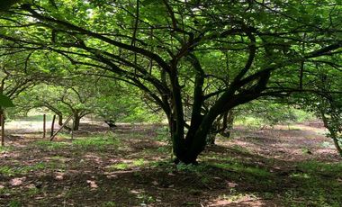 Venta 15.000 m2, terreno plano, centro Guayllabamba, árboles aguacate